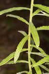 Heller's cudweed